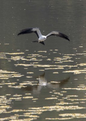 2N9A0796 Swallow-tailed Kite.jpg