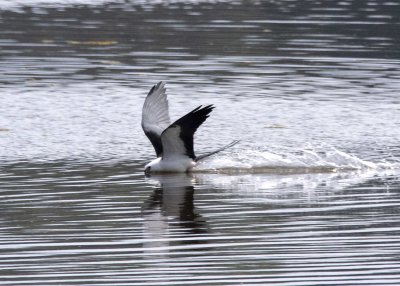 2N9A0808 Swallow-tailed Kite.jpg