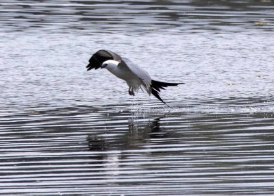 2N9A0809 Swallow-tailed Kite.jpg