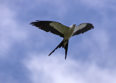 2N9A0816 Swallow-tailed Kite.jpg