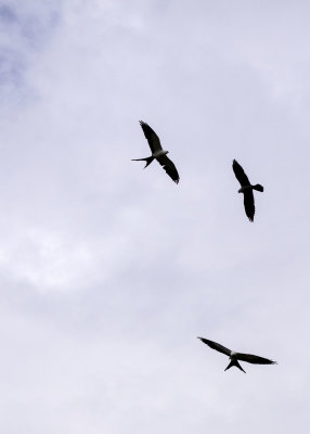2N9A0827 Swallow-tailed Kites.jpg