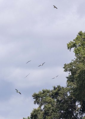 2N9A0864 Swallow-tailed Kites.jpg