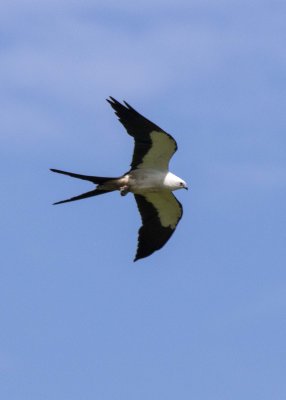 2N9A0896 Swallow-tailed Kite.jpg
