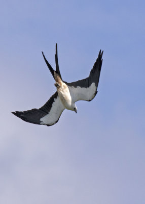 2N9A0900 Swallow-tailed Kite.jpg