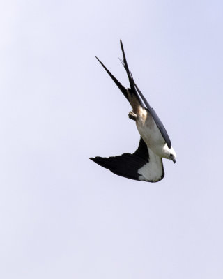 2N9A0901 Swallow-tailed Kite 8x10.jpg