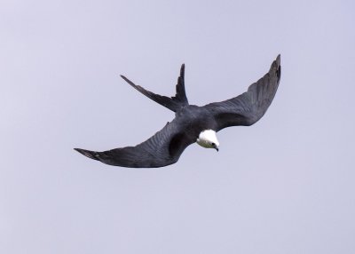 2N9A0903 Swallow-tailed Kite.jpg