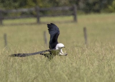 2N9A0909 Swallow-tailed Kite.jpg