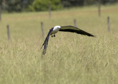 2N9A0910 Swallow-tailed Kite.jpg