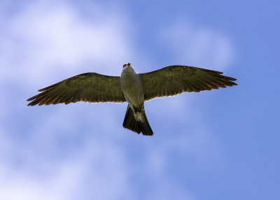 2N9A0914 Mississippi Kite.jpg