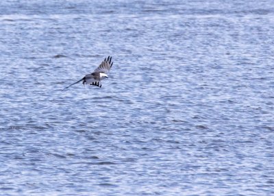 2N9A1001 Swallow-tailed kite.jpg