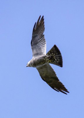 2N9A1050 Mississippi Kite.jpg