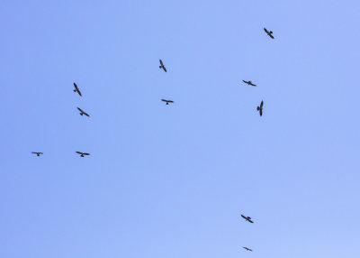 2N9A1066 Mississippi Kites.jpg