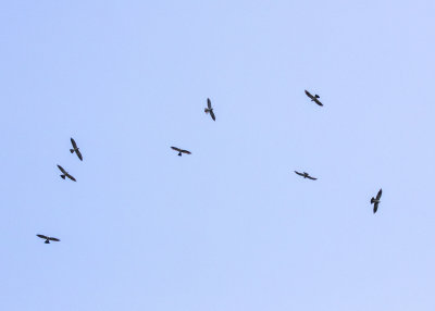 2N9A1067 Mississippi Kites.jpg