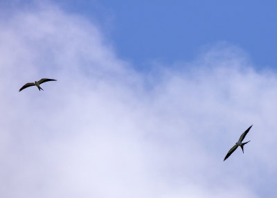 2N9A1075 Swallow-tailed Kites.jpg