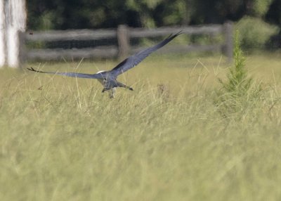 2N9A1129 Swallow-tailed Kite.jpg