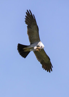 swallow-tailed_kites