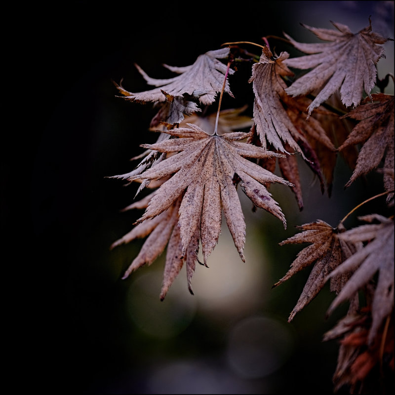 Autumn Leaves