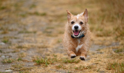 Riley running in the rain