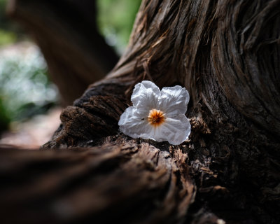 The infamous bark flower.