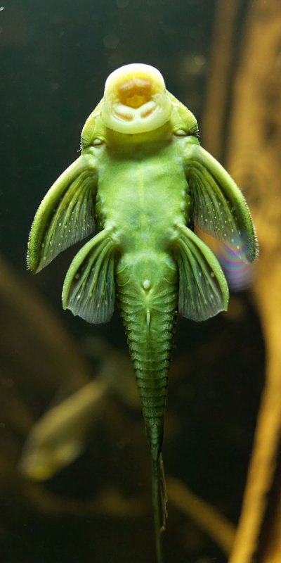 A l'AquariumPoisson faisant dulche-vitrine