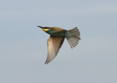 European Bee-eater / Merops apiaster / Biätare