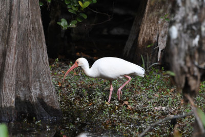 White ibis / Eudocimus albus / Vit Ibis