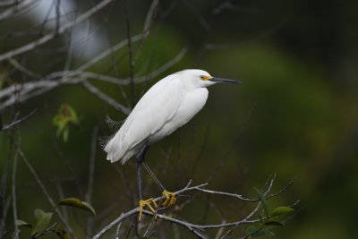 Snowy Egret / Egretta thula / Snöhäger