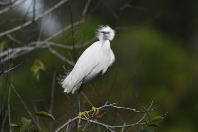 Snowy Egret / Egretta thula / Snöhäger