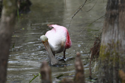 Roseate Spoonbill / Platalea ajaja / Rosenskedstork