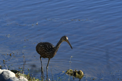 Limpkin / Aramus guarauna / Ralltrana