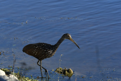 Limpkin / Aramus guarauna / Ralltrana