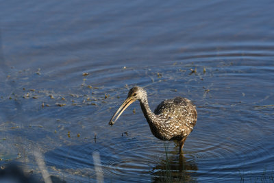 Limpkin / Aramus guarauna / Ralltrana