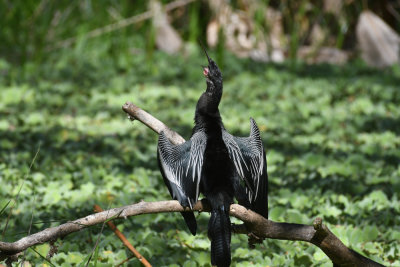 Anhinga