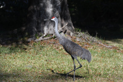 Sandhill Crane / Grus canadensis / Prärietrana