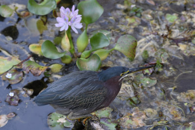 Green heron / Butorides virescens / Grönryggig häger