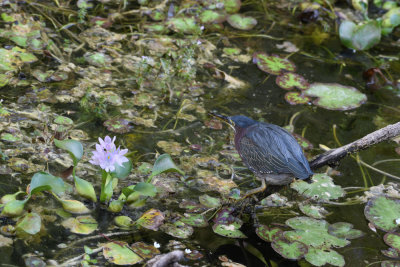 Green heron / Butorides virescens / Grönryggig häger