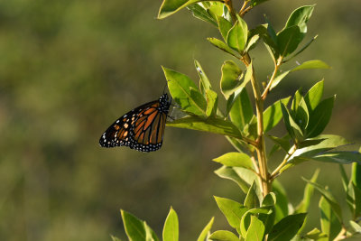 Monarch butterfly / Danaus plexippus / Monarkfjril