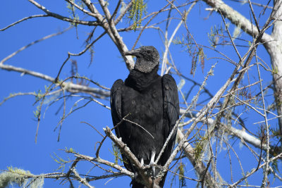 Black vulture / Coragyps atratus / Korpgam