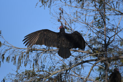Turkey Vulture / Cathartes aura / Kalkongam