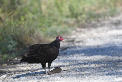 Turkey Vulture / Cathartes aura / Kalkongam