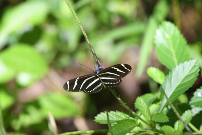 Zebra longwing butterfly / Heliconius charithonia