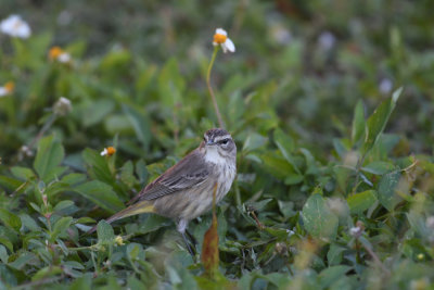 Palm Warbler / Setophaga palmarum / Brunhättad skogssångare