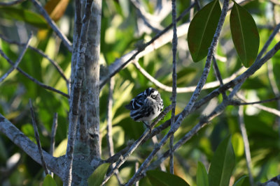 Black-and-white Warbler / Mniotilta varia / Svartvit skogssångare