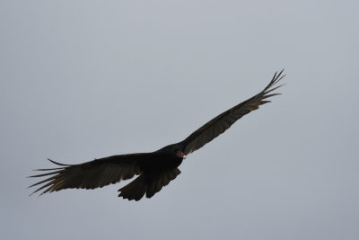 Turkey Vulture / Cathartes aura / Kalkongam