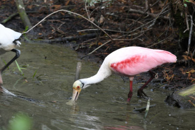 Roseate Spoonbill / Platalea ajaja / Rosenskedstork