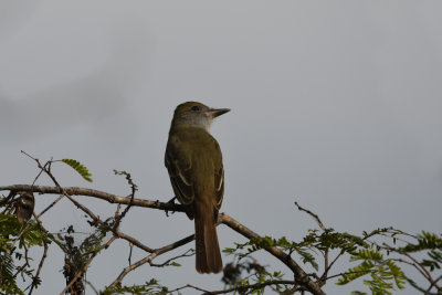 Great crested Flycather / Myiarchus crinitus / Större Topptyrann