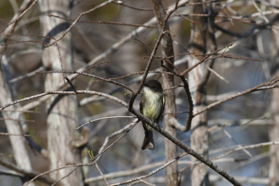 Eastern Phoebe / Sayornis phoebe / Östlig Fibi