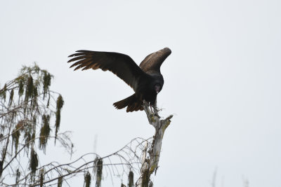 Turkey Vulture / Cathartes aura / Kalkongam