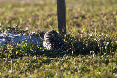 Burrowing owl / Athene cunicularia / Prärieuggla