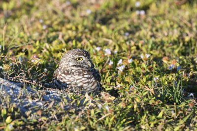 Burrowing owl / Athene cunicularia / Prärieuggla
